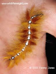 Attēlu rezultāti vaicājumam “Acronicta aceris larva”