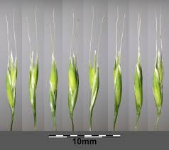 Attēlu rezultāti vaicājumam “Festuca gigantea”
