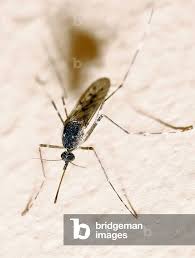 Attēlu rezultāti vaicājumam “Nematocera”