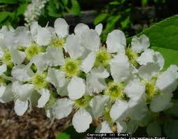 Attēlu rezultāti vaicājumam “Prunus padus var. roseiflora”