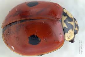 Attēlu rezultāti vaicājumam “Adalia bipunctata imago”