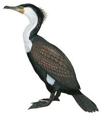 Attēlu rezultāti vaicājumam “Phalacrocorax carbo”
