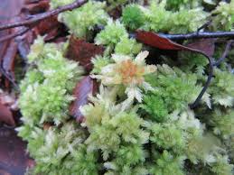 Attēlu rezultāti vaicājumam “Sphagnum palustre”