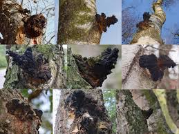 Attēlu rezultāti vaicājumam “Inonotus obliquus”