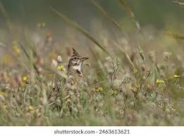 Attēlu rezultāti vaicājumam “Galerida cristata adult”