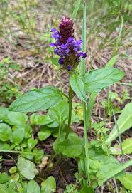 Attēlu rezultāti vaicājumam “Prunella vulgaris flower”