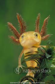 Attēlu rezultāti vaicājumam “Triturus cristatus”