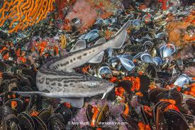 Image result for Poroderma pantherinum