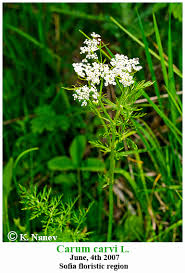 Attēlu rezultāti vaicājumam “Carum carvi flower”