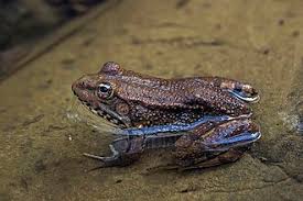 Attēlu rezultāti vaicājumam “Pelophylax juvenile”
