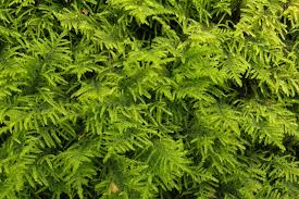 Attēlu rezultāti vaicājumam “Palustriella falcata”