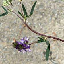 Attēlu rezultāti vaicājumam “Medicago x varia  flower”