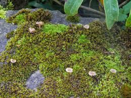 Attēlu rezultāti vaicājumam “Clavulinopsis cinerioides”