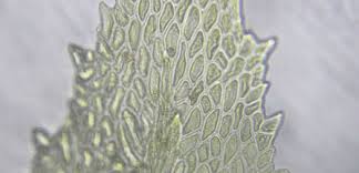 Attēlu rezultāti vaicājumam “Thamnobryum subserratum”