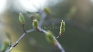 Attēlu rezultāti vaicājumam “Acer tataricum bud”