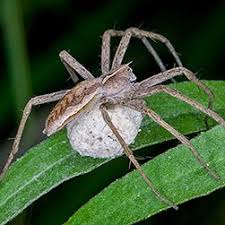 Attēlu rezultāti vaicājumam “Pisaura mirabilis male”