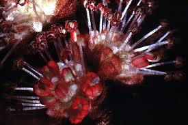 Attēlu rezultāti vaicājumam “Ulmus minor f. suberosa”