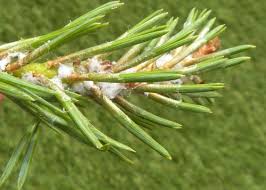 Attēlu rezultāti vaicājumam “Adelges laricis nymph”