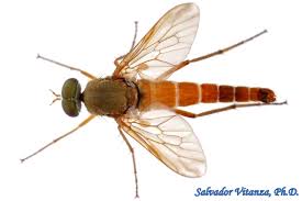 Attēlu rezultāti vaicājumam “Therevidae”