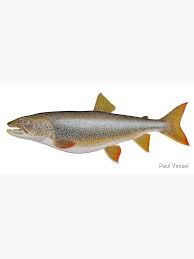 Image result for Salvelinus namaycush