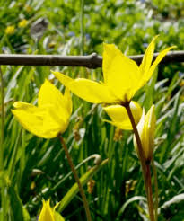 Attēlu rezultāti vaicājumam “Tulipa sylvestris bud”