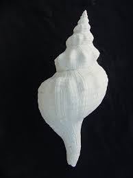 Image result for Triplofusus giganteus