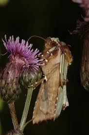 Attēlu rezultāti vaicājumam “Staurophora celsia”