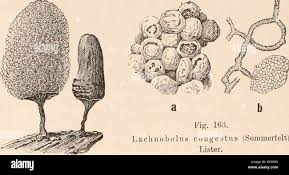 Attēlu rezultāti vaicājumam “Arcyria affinis young”
