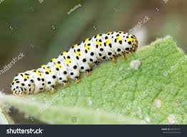 Attēlu rezultāti vaicājumam “Cucullia verbasci larva”