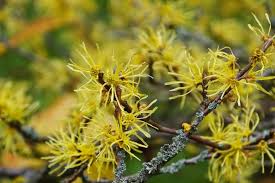 Attēlu rezultāti vaicājumam “Hamamelis”