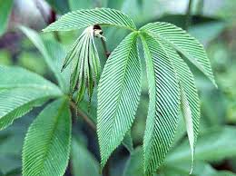 Attēlu rezultāti vaicājumam “Rubus plicatus leaf”