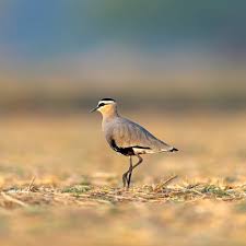 Image result for Vanellus gregarius