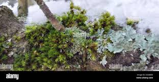 Attēlu rezultāti vaicājumam “Physconia enteroxantha”