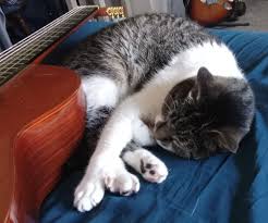 Image result for Cat sleeping in guitar