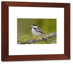 Image result for Dendroica striata