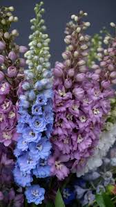 Attēlu rezultāti vaicājumam “Delphinium elatum”