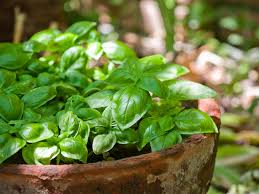 Image result for Basilikum