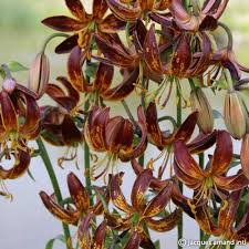 Image result for Lilium martagon `Arabian Night`