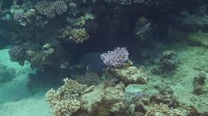 Image result for Scarus niger