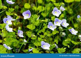 Attēlu rezultāti vaicājumam “Veronica filiformis”