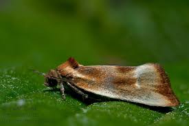 Attēlu rezultāti vaicājumam “Eulia ministrana”