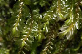 Attēlu rezultāti vaicājumam “Bryum moravicum”