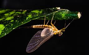 Attēlu rezultāti vaicājumam “Ephemeroptera imago”