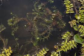 Attēlu rezultāti vaicājumam “Utricularia vulgaris leaf”