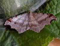 Attēlu rezultāti vaicājumam “Macaria alternata”