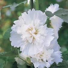 Image result for Alcea rosea `Appleblossom`