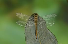 Attēlu rezultāti vaicājumam “Sympetrum danae”