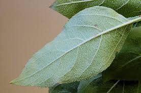 Attēlu rezultāti vaicājumam “Malus purpurea leaf”
