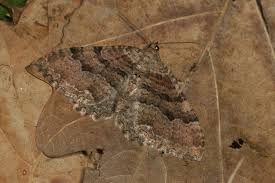 Attēlu rezultāti vaicājumam “Hydria cervinalis”