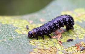 Attēlu rezultāti vaicājumam “Agelastica alni larva”